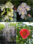 藤の花!